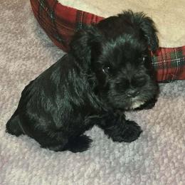 Hans - Black male Miniature Schnauzer puppy in Graham, Washington from Kristy's French Bulldogs & Mini Schnauzers