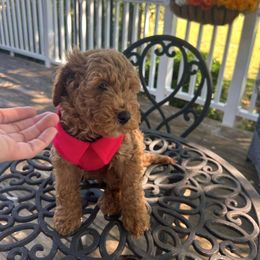 Vincent - Apricot male Goldendoodle puppy in Mint Hill, North Carolina from DoodleForever