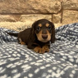 Benny - Chocolate and tan male Dachshund puppy in Stilwell, Oklahoma from B & K Dachshunds