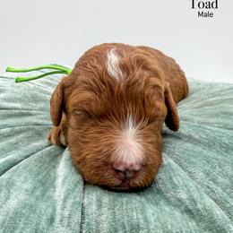 Toad - Red  male Goldendoodle puppy in Sunman, Indiana from Brunsman Country Doodles LLC