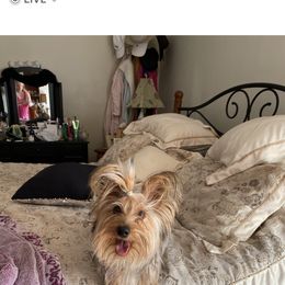 Allie - Yorkshire Terrier