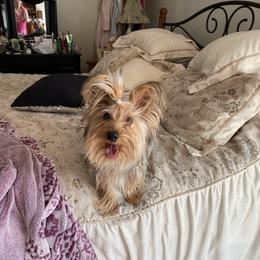 Allie - Yorkshire Terrier