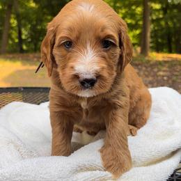 CHEWIE - Red  male Goldendoodle puppy in Minneapolis, Minnesota from The Golden Roo