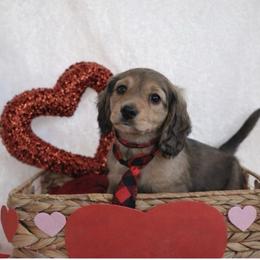 Charlie - Cream male Dachshund puppy in Texarkana, Texas from Millys Pups