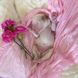 Azalea (Pink) - Parti female Goldendoodle puppy in Payson, Utah from Life_on. Paws