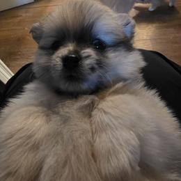 Lele - Black and brindle female Pomeranian puppy in Littleton, Colorado from Blaylock's Pomeranian Puppies
