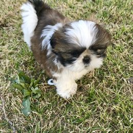 Shih Tzu Puppies from Willow Lane Shih Tzus