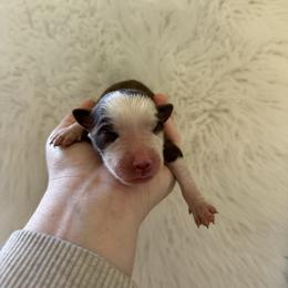 Copper - Red tri-color male Australian Shepherd puppy in Cushing, Oklahoma from Midwest Aussies
