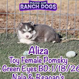 Aliza - Blue female Pomsky puppy in Humeston, Iowa from M.A.R. Dogs