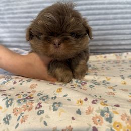 Sebastian - Lilac male Shih Tzu puppy in Farmington, New York from Darla’s Furever Shih Tzu