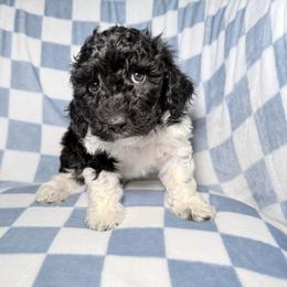 Nash - Parti male Goldendoodle puppy in Litchfield, Connecticut from Gracie Doodles CT