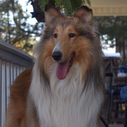 Collies from Sterling Steele Collies