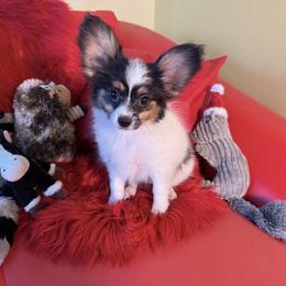 AKC Tribble - White black and tan male Papillon puppy in Show Low, Arizona from Coppertone Papillons