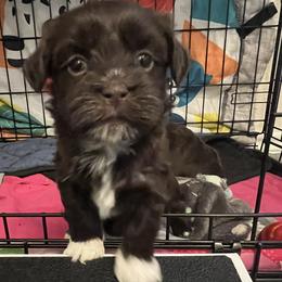 Chocolate White Markings FEMALE - Chocolate female Havanese puppy in Monahans, Texas from Homeward Havanese, LLC