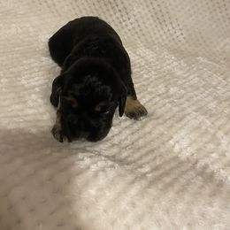 Cocker Spaniel Puppies from Becky's Cockers