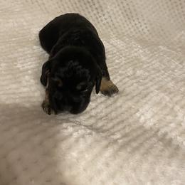 Cocker Spaniel Puppies from Becky's Cockers