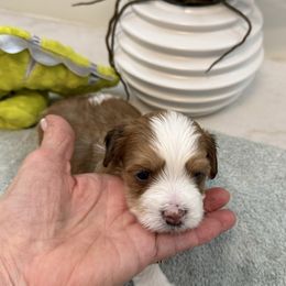Carson - Red sable male Havanese puppy in Semmes, Alabama from Hayden's Havanese