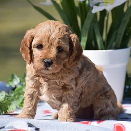 Kaye - Red female Cavapoo puppy in Narvon, Pennsylvania from Stoltzfus Family Puppies (license number 18844)