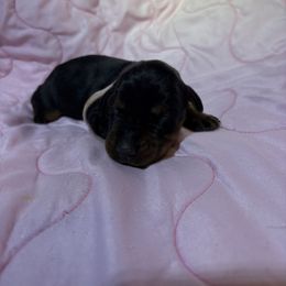 Eleanor - Black and rust female Doberman Pinscher puppy in Boyd, Texas from Team Feem Breeders