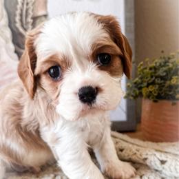 Tater - Blenheim male Cavalier King Charles Spaniel puppy in Tolleson, Arizona from Pixie Dust Cavaliers