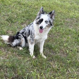 Pepper - Border Collie