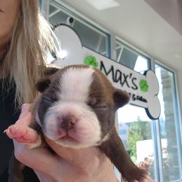 Boston Terrier and French Bulldog Puppies from Legends Frenchton's, French Bulldogs ,Boston Terriers & French Bullhuahua's