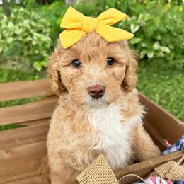 Nirvana - Apricot female Australian Labradoodle puppy in Harrisonville, Missouri from Blessed Day Doodles