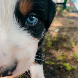 Miniature Australian Shepherds from Fairview Miniature Australian Shepherds