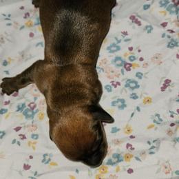 ButterCup - Red male Dachshund puppy in Altamonte Springs, Florida from Happy Tails Dachshunds