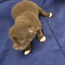 Patrick - Chocolate and tan male Pomeranian puppy in Riesel, Texas from Petite Poms