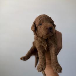 Boy 4 - Red male Labradoodle puppy in Shingle Springs, California from California Double Doodles