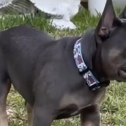 French Bulldogs from Fulshear Frenchies