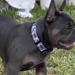 French Bulldogs from Fulshear Frenchies