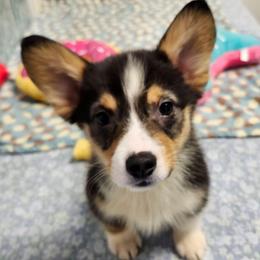 Tri Boy 1 - Black and tan male Pembroke Welsh Corgi puppy in Bay Area, California from MJ's Corgis
