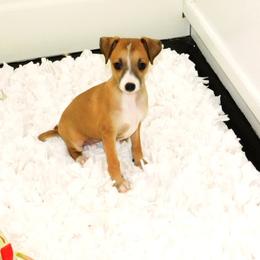 Yasmin's Female 1 - Red female Italian Greyhound puppy in Sparta Tn And Caryville Fl, Tennessee from Summerwind Kennel