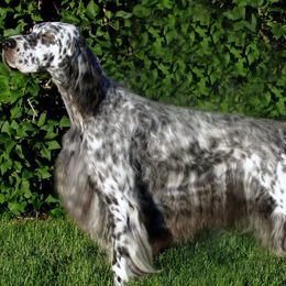 English Setters from Wyndswept English Setters