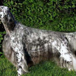 English Setters from Wyndswept English Setters