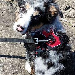 Border Collie Puppies from Cascade Sun Kennels