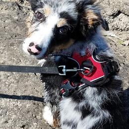 Border Collie Puppies from Cascade Sun Kennels