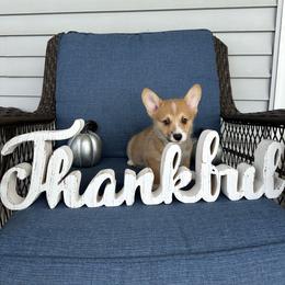 Tater tot - Red male Pembroke Welsh Corgi puppy in Urbana, Ohio from Edgewood Farm and Kennel