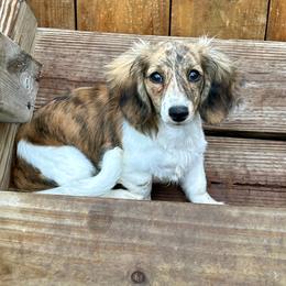 Daisy - Dachshund