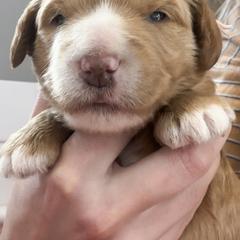 Goldendoodle Puppies from Diamond Daisy Doodles