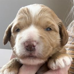 Goldendoodle Puppies from Diamond Daisy Doodles