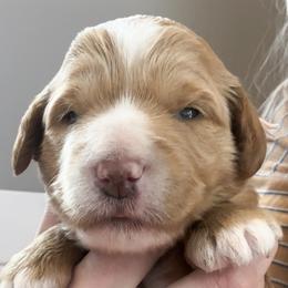Goldendoodle Puppies from Diamond Daisy Doodles