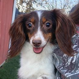 Noelle - Dachshund