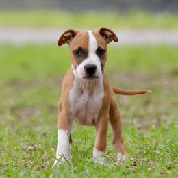 Iron - Red male American Staffordshire Terrier puppy in St. Augustine, Florida from LBK & Ancient City