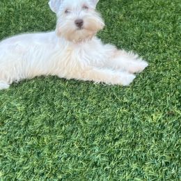 Annie - Miniature Schnauzer