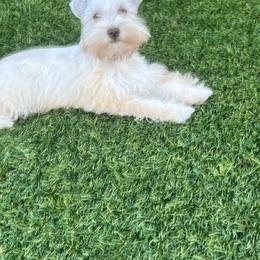Annie - Miniature Schnauzer