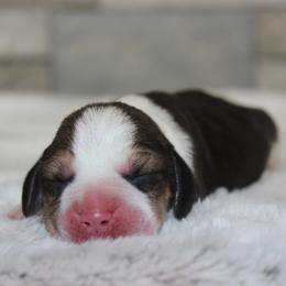 Windle - Black tan and white female Beagle puppy in Morrill, Kansas from Kelle Beagles