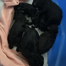 Mr Tiny - Black male Poodle puppy in Severance, Colorado from Cox's Poodle Pups